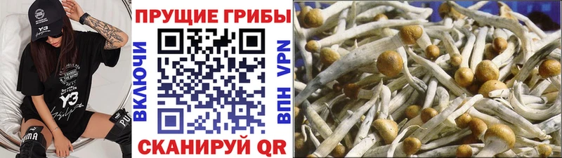Псилоцибиновые грибы мицелий  наркотики  Омск 